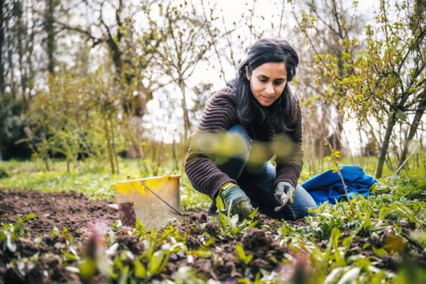A woman weeding